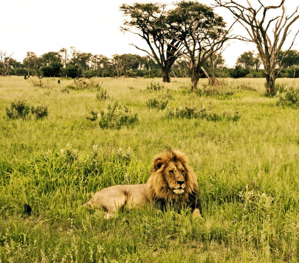 Creative Wildlife pictures of Khwai, Botswana