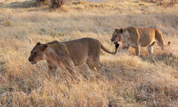 Creative Wildlife pictures of Khwai, Botswana