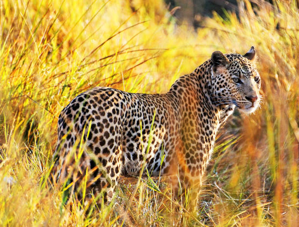 Creative Wildlife pictures of Khwai, Botswana
