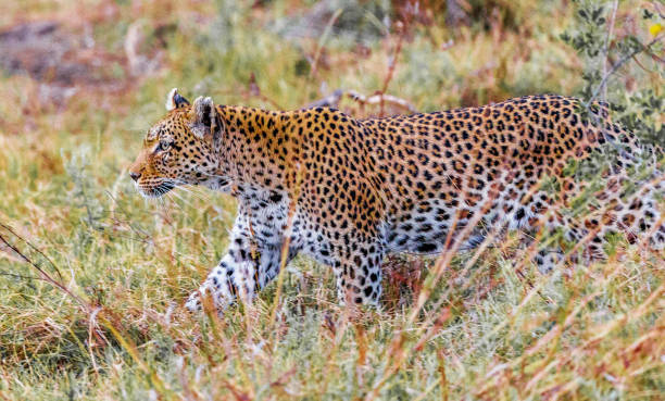 Creative Wildlife pictures of Khwai, Botswana