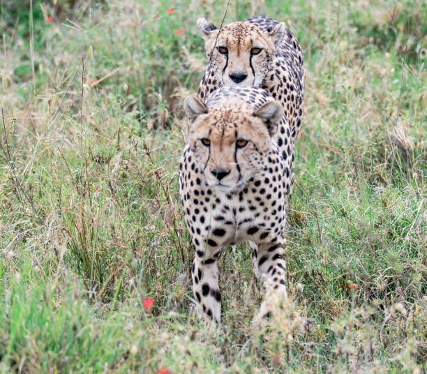 Creative Wildlife pictures of Khwai, Botswana