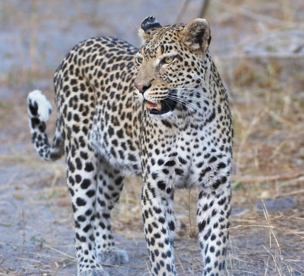 istock Creative Wildlife pictures of Khwai, Botswana 1403377732
