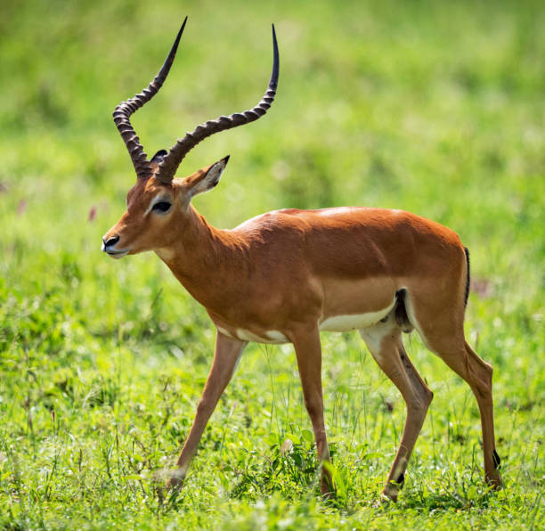 Creative Wildlife pictures of Khwai, Botswana