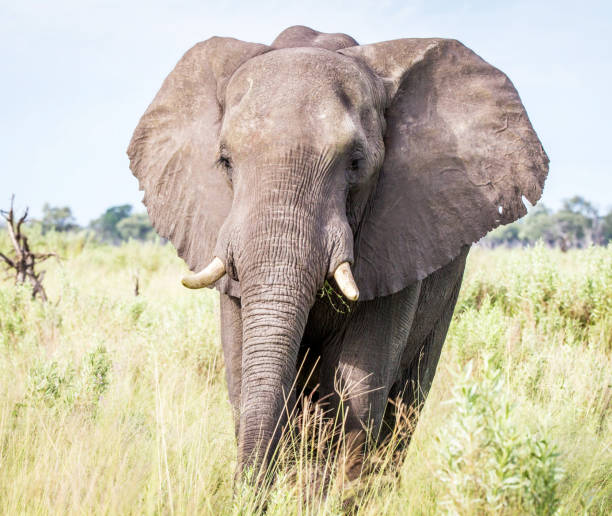 Creative Wildlife pictures of Khwai, Botswana