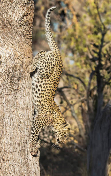 Creative Wildlife pictures of Khwai, Botswana