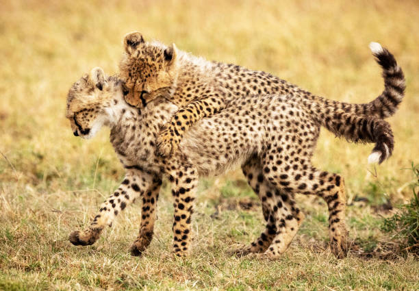 Creative Wildlife pictures of Khwai, Botswana