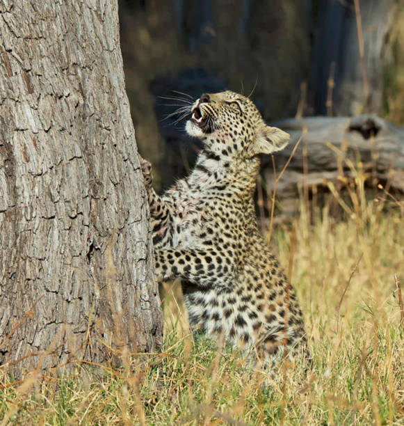 Creative Wildlife pictures of Khwai, Botswana