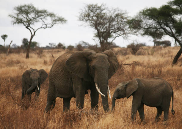 Creative Wildlife pictures of Khwai, Botswana