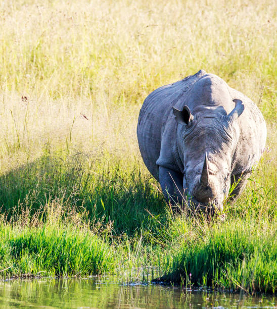 istock Creative Wildlife pictures of Khwai, Botswana 1403377875