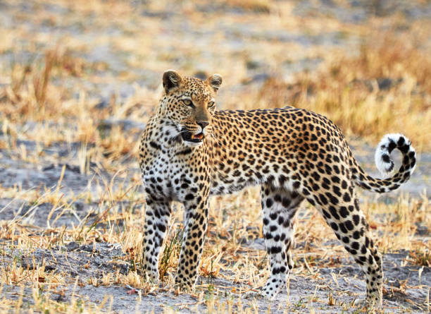 istock Creative Wildlife pictures of Khwai, Botswana 1403377904