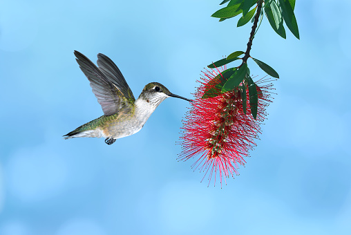 Tiny hummingbird hovering and feeding from Bottlebrush Flower over blue background