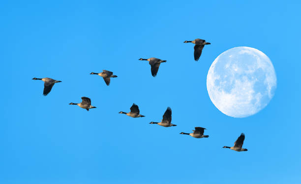 istock Migrating birds fly in a V Formation Full moon on Background 1403377982