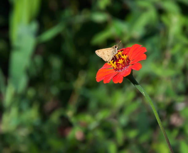 istock Butterfly inn on a zinia flower 1403379027