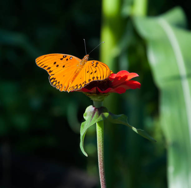 istock Butterfly inn on a zinia flower 1403379046