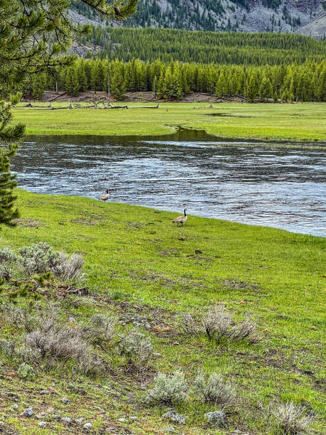istock Yellowstone National Park rivers overflowing in June 2022 1403380202