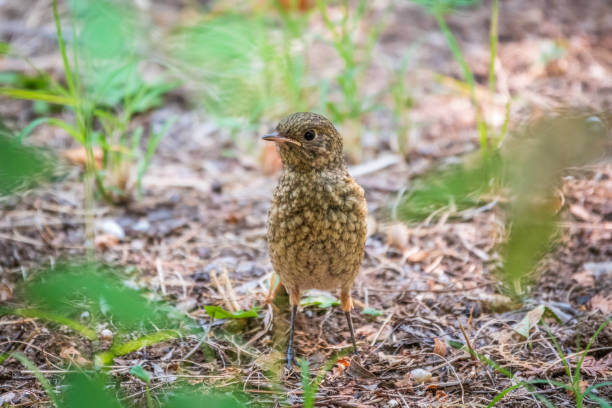 istock The common redstart, Phoenicurus phoenicurus, young bird, is sitting on a ground against a blurred background. 1403381040