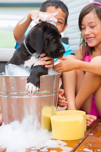 Happy mixed raced brother and sister bathing with new 5 weeks old black great dane puppy in a pail on wooden patio deck.