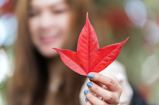 close up woman holding autumn red maple leaf