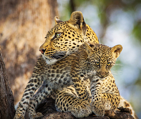 Beautiful Wildlife of Khwai, Botswana