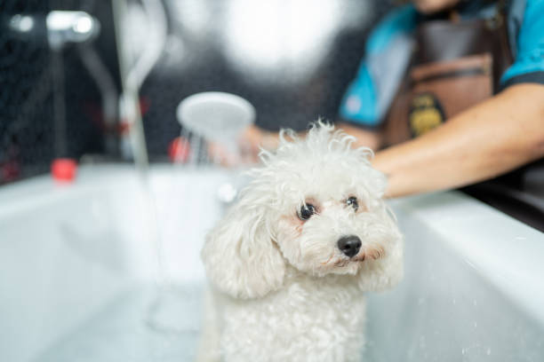 perro pequeño en una bañera en un salón de mascotas - perro peruano fotografías e imágenes de stock