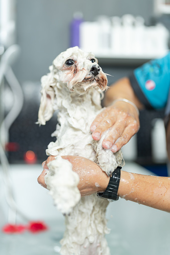 Worker washing a dog with soap in a bathtub in a pet salon