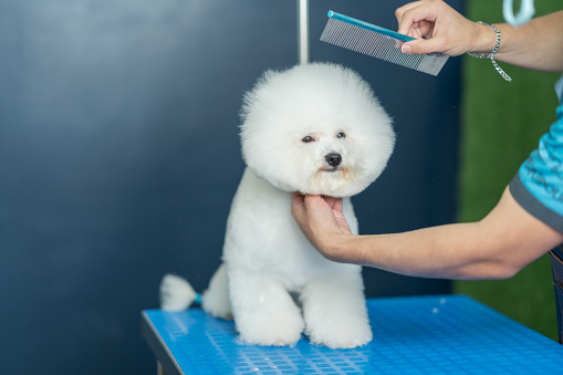Cropped photo of a worker combing a freshly washed dog in a pet salon