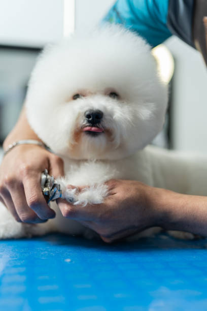foto vertical de un hombre cortando las uñas de un perro en un salón de mascotas - perro peruano fotografías e imágenes de stock