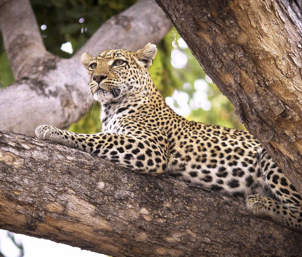 istock Beautiful Wildlife of Khwai, Botswana 1403385383