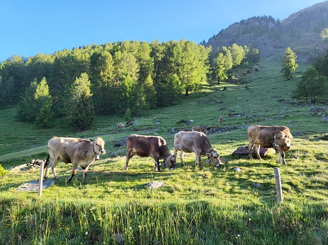 Herd of cattle grazing in Val di Campo, Poschiavo, Canton of Graubunden, Switzerland, during bright summer morning.