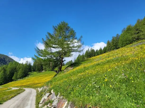Summer landscape in rural road in Val di Campo, Poschiavo, Canton of Graubunden, Switzerland.