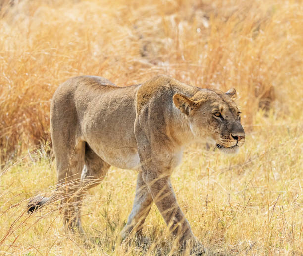 istock Beautiful Wildlife of Khwai, Botswana 1403385572