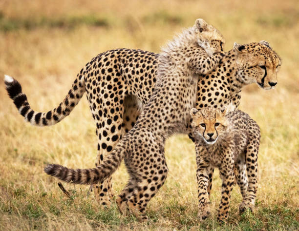 istock Beautiful Wildlife of Khwai, Botswana 1403385581