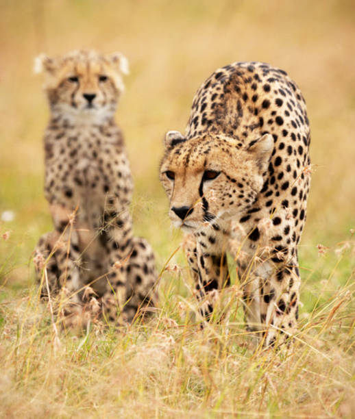istock Beautiful Wildlife of Khwai, Botswana 1403385646