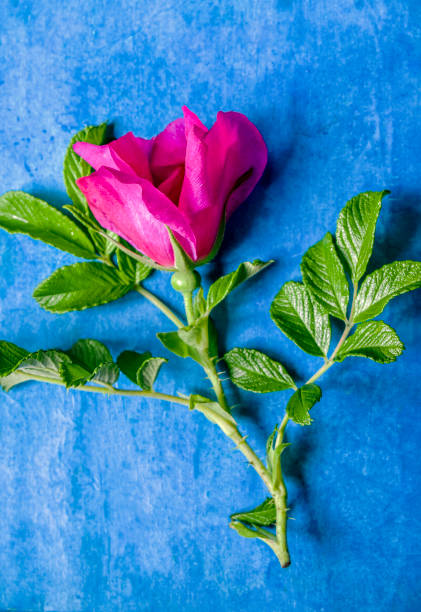 Rosa rugosa Rubra.Beautiful flowers of decorative rose hips on a blue vintage background Rosa rugosa Rubra.Beautiful flowers of decorative rose hips on a blue vintage background. rosa multiflora stock pictures, royalty-free photos & images