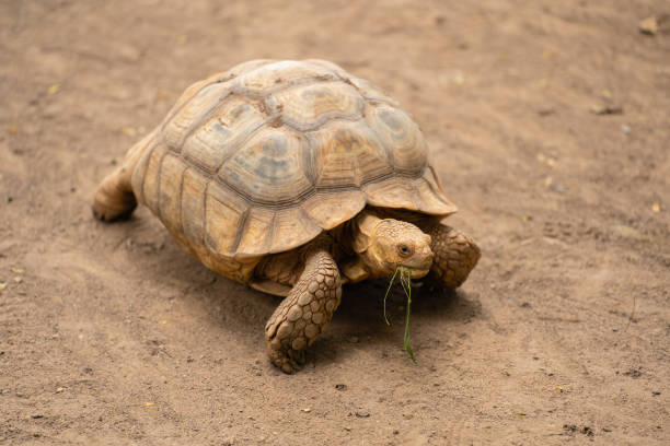 istock african spurred tortoise (Geochelone sulcata) resting in garden 1403386696