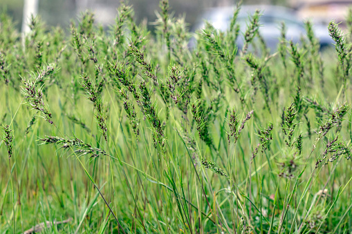 La hierba Poa pratensis crece en el parque de la ciudad. Semillas de hierba.Fondo natural. Enfoque selectivo. photo