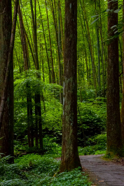 istock Taiwan, Xitou, forest, protected area, forest trail 1403388698