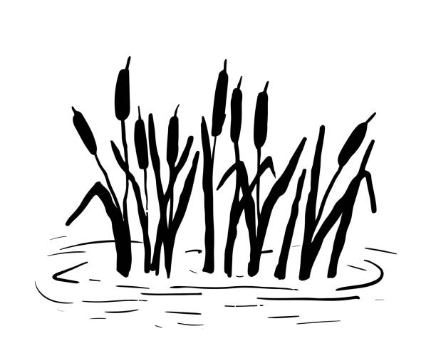 schilfrohr-silhouette. vektorillustration isoliert auf weißem hintergrund. pflanzen auf sumpf und teich. - standing water grass area meadow lawn stock-grafiken, -clipart, -cartoons und -symbole