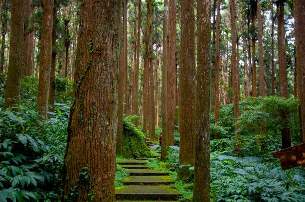 istock Taiwan, Xitou, forest, protected area, forest trail 1403389776
