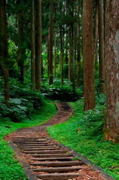 istock Taiwan, Xitou, forest, protected area, forest trail 1403390118