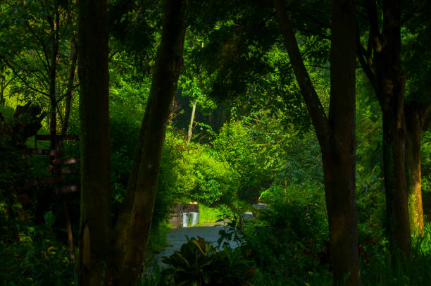 The lush forest hides a secret fresh garden