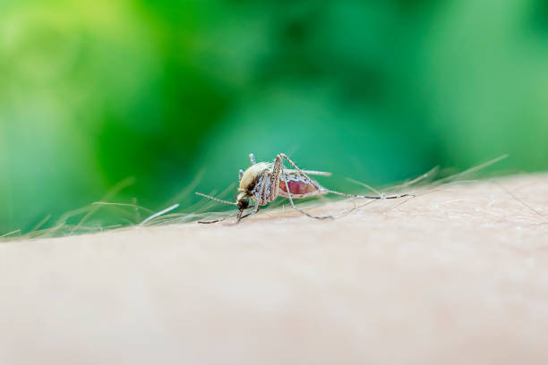 un moustique aspire le sang d’un corps humain. photo macro d’un moustique sur le brasmosquito plein de sang - mosquito malaria parasite biting insect photos et images de collection