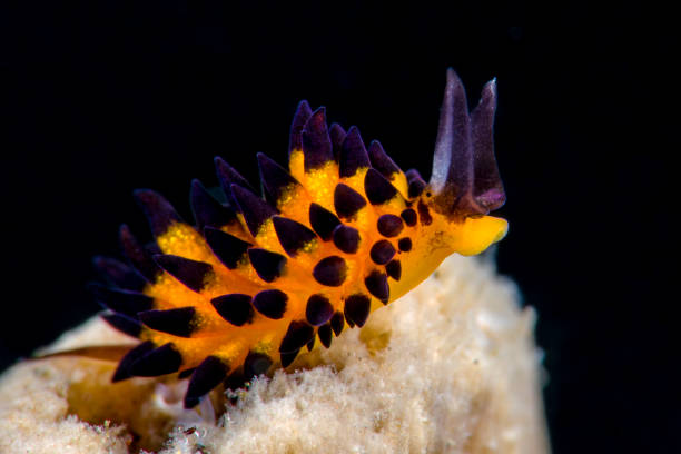 macro sous-marine - nudibranch photos et images de collection