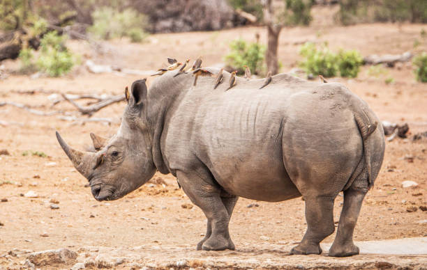 istock Beautiful Wildlife places in Khwai, Botswana 1403390379