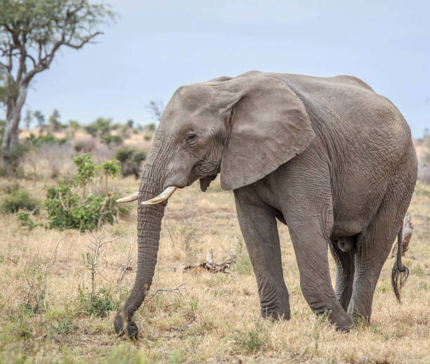 istock Beautiful Wildlife places in Khwai, Botswana 1403390381