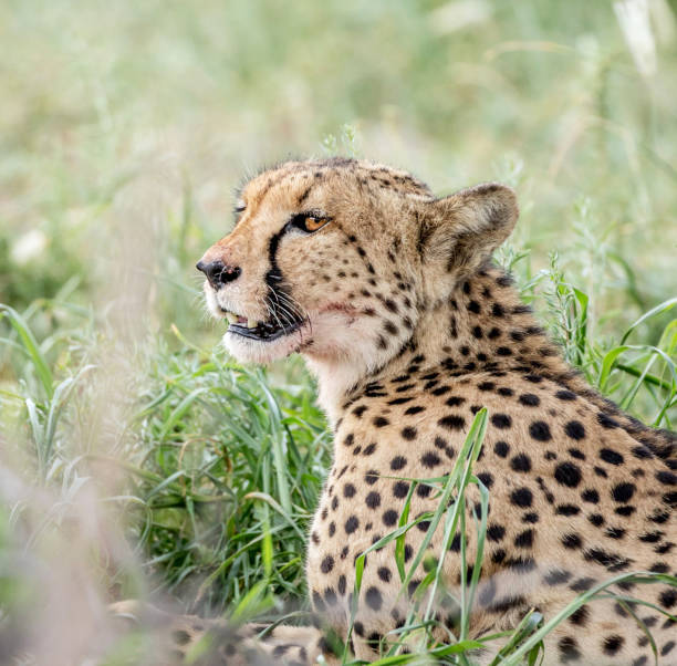 istock Beautiful Wildlife places in Khwai, Botswana 1403390931