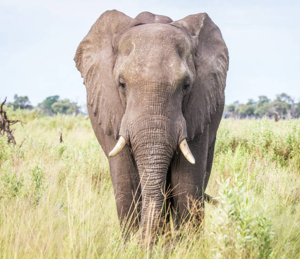 istock Beautiful Wildlife places in Khwai, Botswana 1403390933