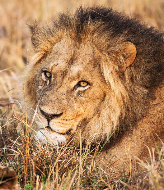 istock Beautiful Wildlife places in Khwai, Botswana 1403390991