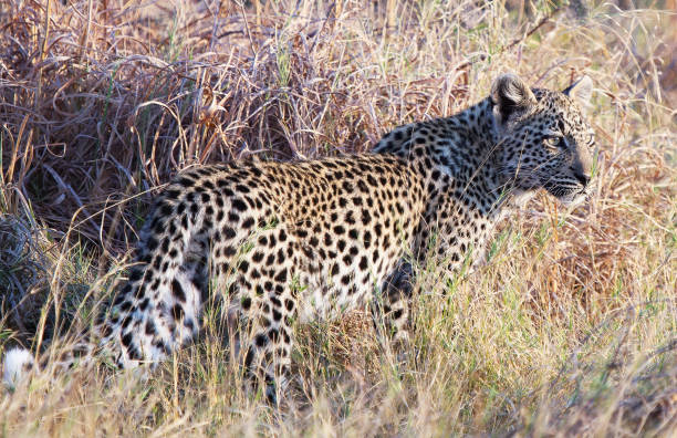 istock Beautiful Wildlife places in Khwai, Botswana 1403391043