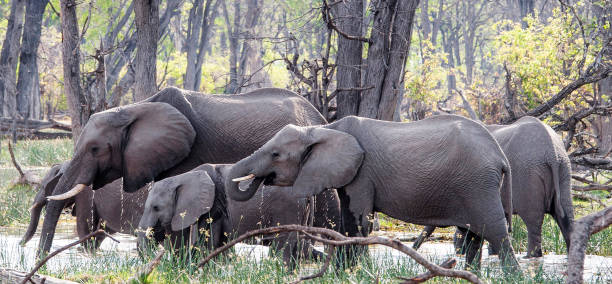 Beautiful Wildlife places in Khwai, Botswana